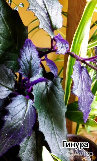 Декоративнолиственные