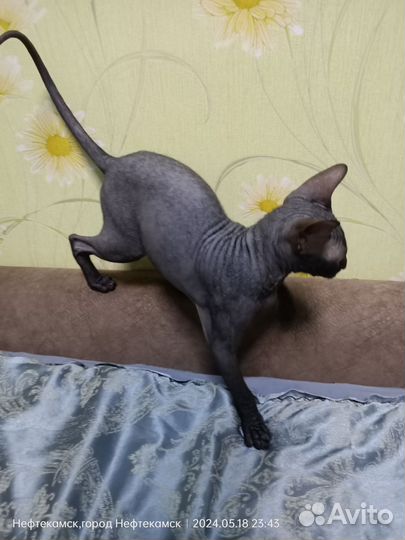 Донской сфинкс котёнок