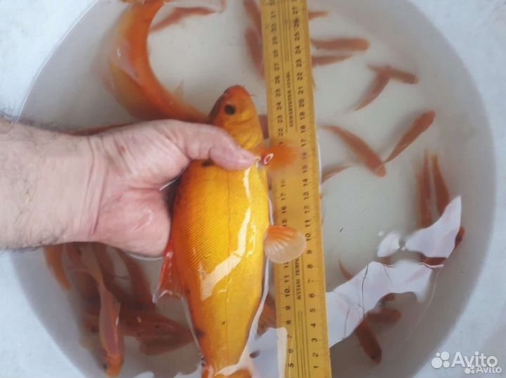 Малёк на зарыбление в пруд сеголетка амур карп лоб