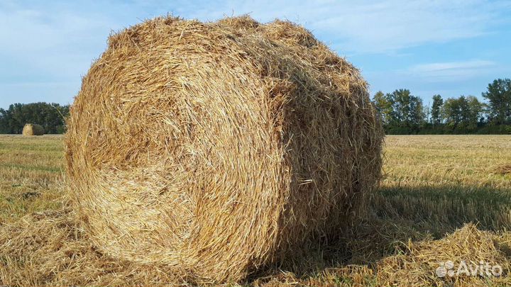 Солома овсяная