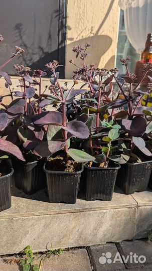 Остаток (седум)