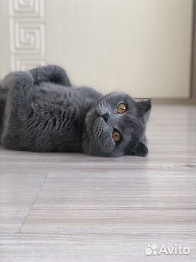 Шотландская вислоухая