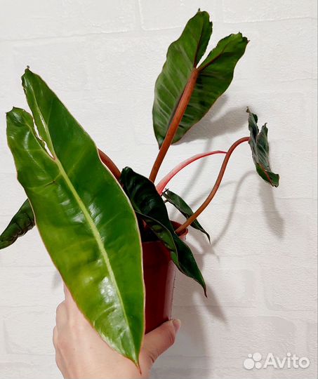 Филодендрон Биллитау