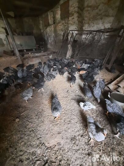 Цыплята плимутрок