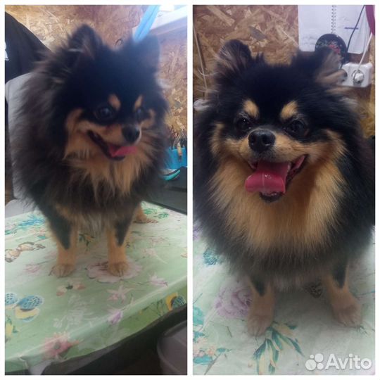 Стрижка собак и кошек(груминг)