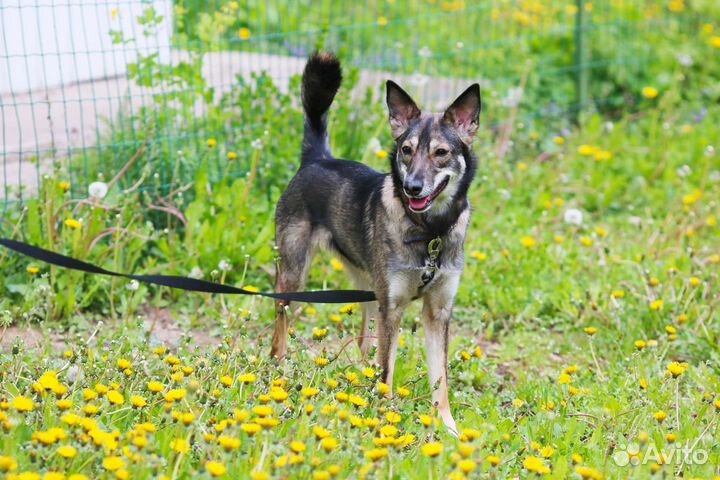Готовая собака в квартиру