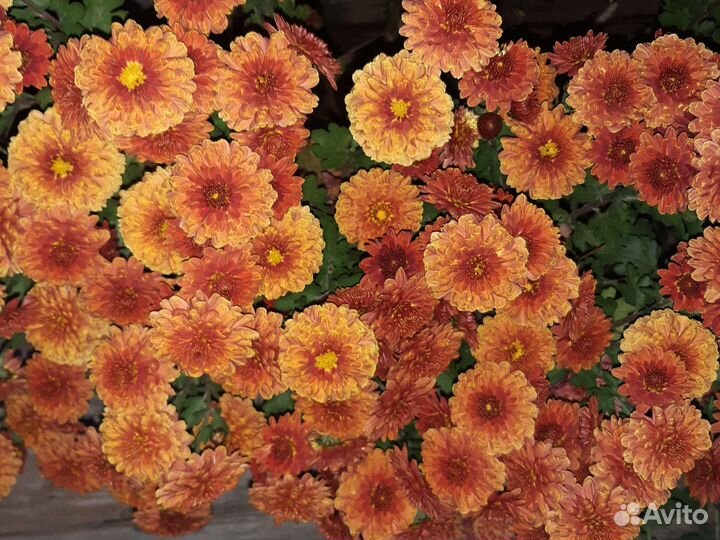 Хризантема корейская саженцы