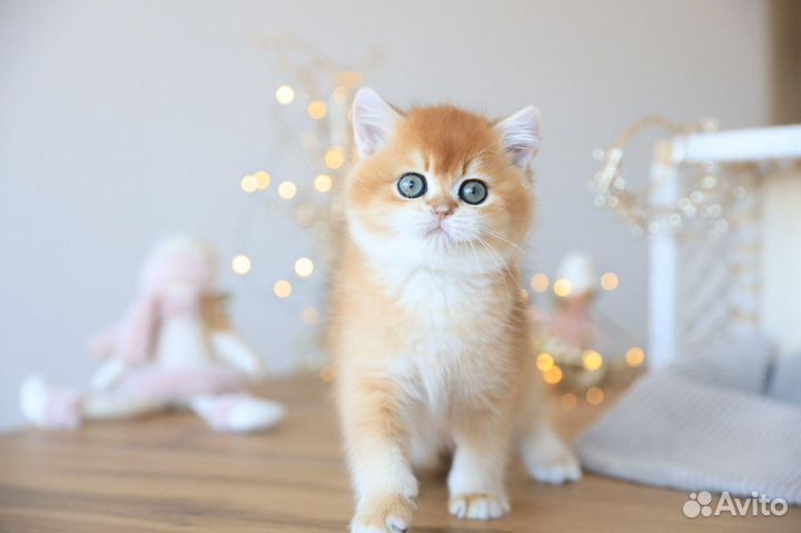 Британский котенок Имейдж