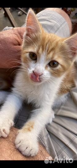 Котенок в добрые руки