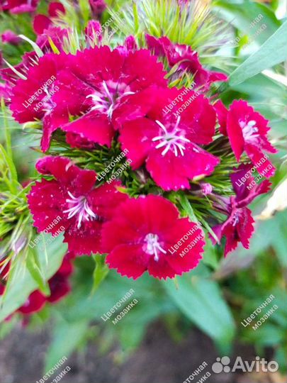 Хризантемы, Гвоздика турецкая, Сныть пестролистная