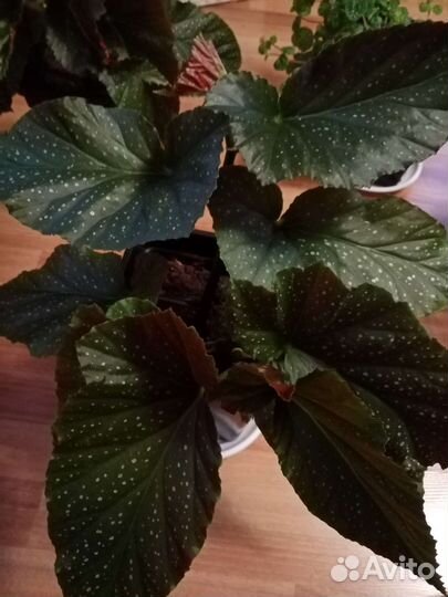 Шефлера, аглаонема, бегония, фикусы, пелея