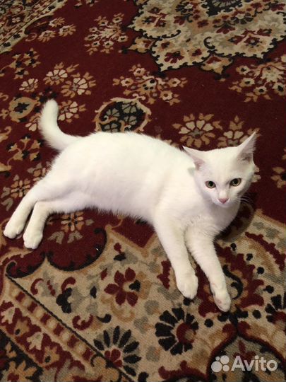 Отдам кота в добрые руки