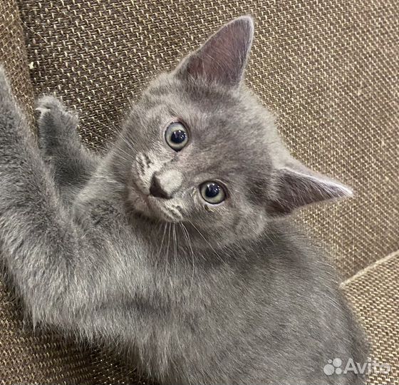 Котята бесплатно
