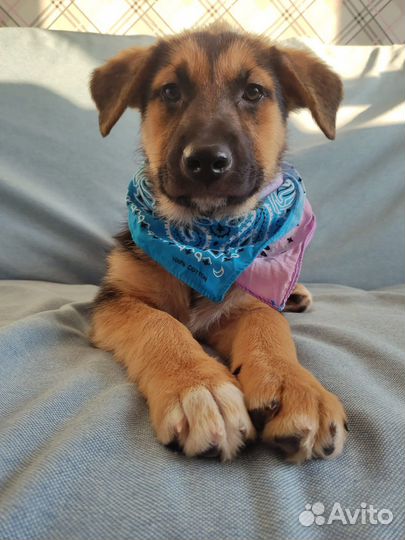 Гретта в дар