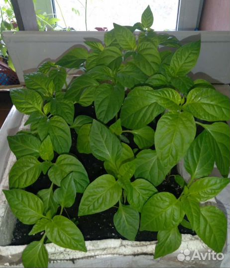 Рассада перца