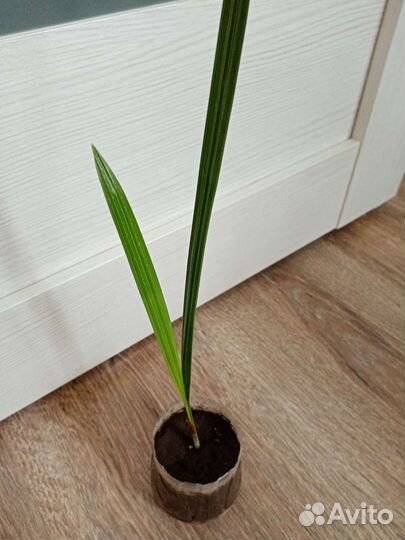 Пальма Дипсис, Денежное дерево, Финик, Мандарин