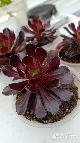 Эониум Шварцкопф