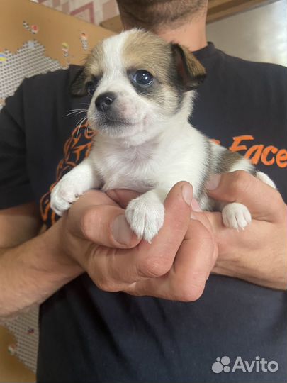 Продажа маленьких собак