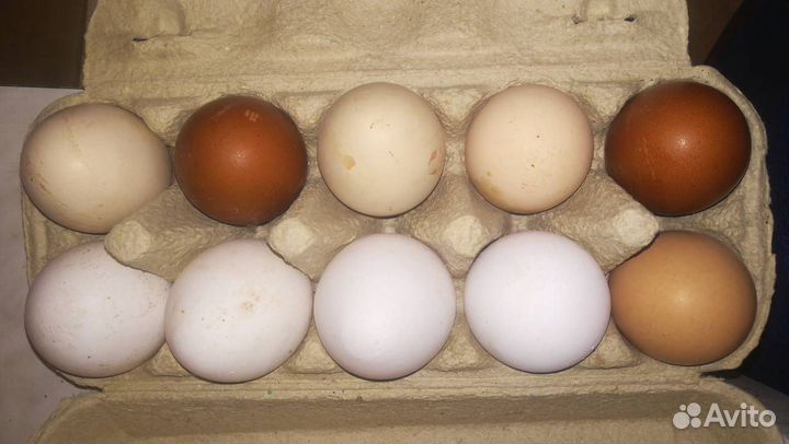 Яйца куриные