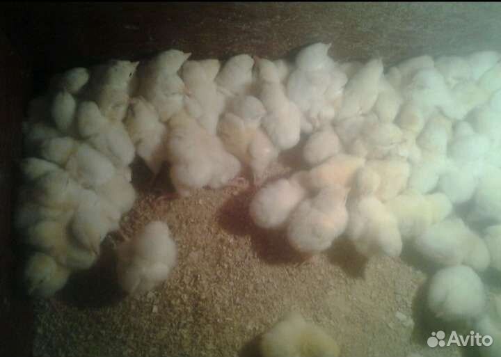 Суточные и подрощенные цыплята бройлеры