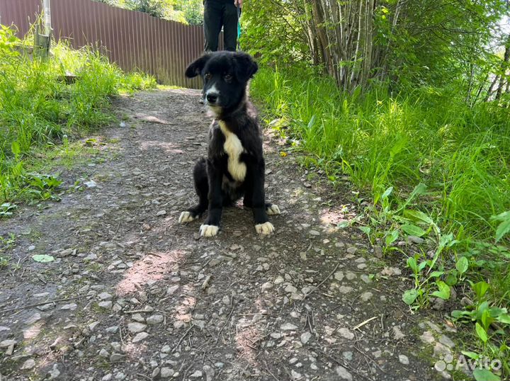 Бесплатно собака Волчонок