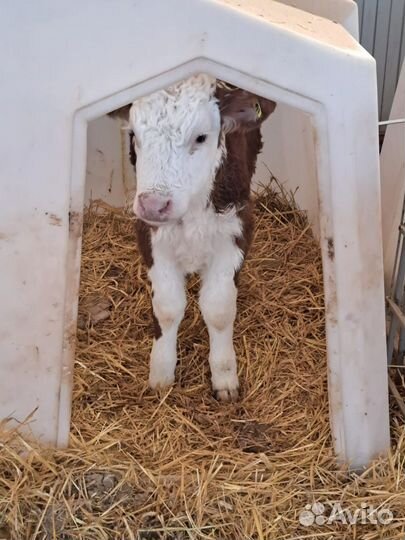 Телята бычки