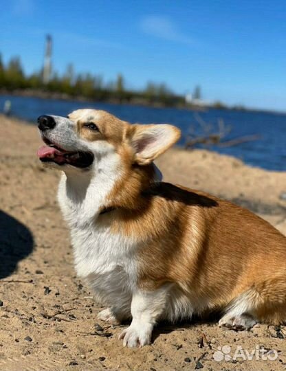 Вельш корги вязка