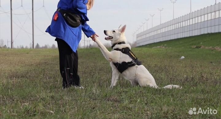 Услуги кинолога