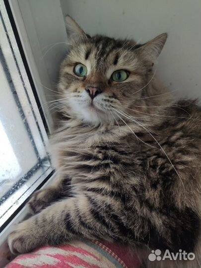 Сибирячка Бру в добрые руки