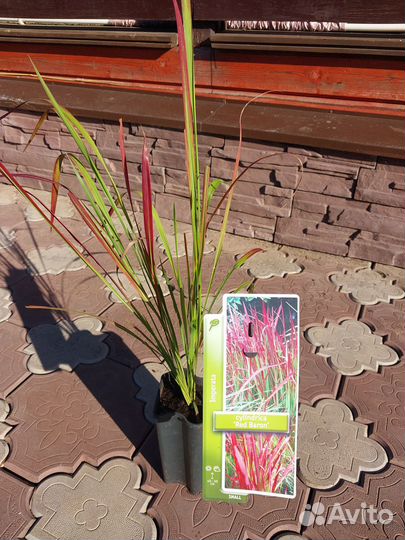 Декоративные растения для сада