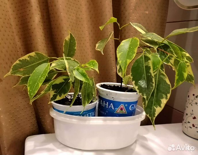 Фикус бенджамина пестролистный и Даниель