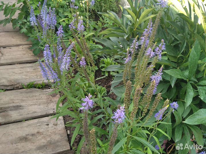 Растения, многолетники