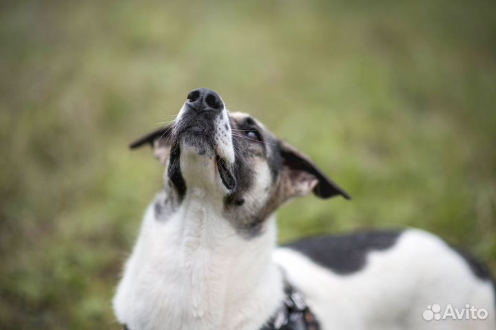 Торочка, самая милая девочка, ищет родителей