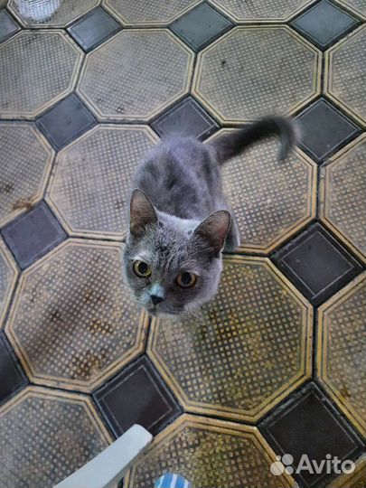 Котики в ресторане Аляска