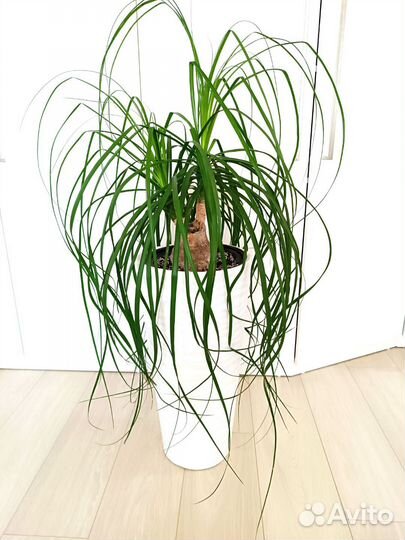 Нолина Бокарнея