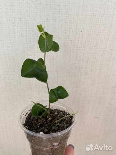 Сортовые фикусы