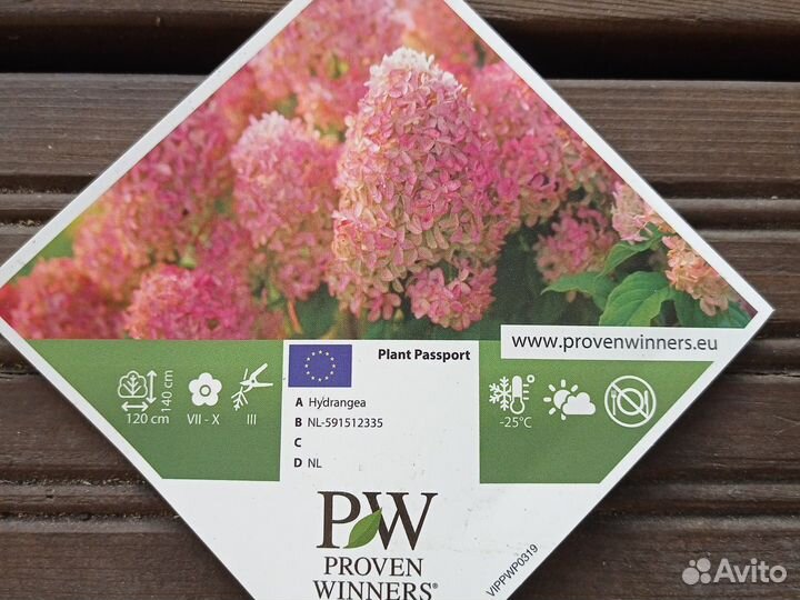 Лайм лайт прайм гортензия метельчатая Р9 новинка
