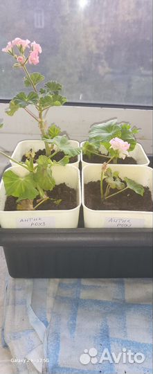 Герань сортовая