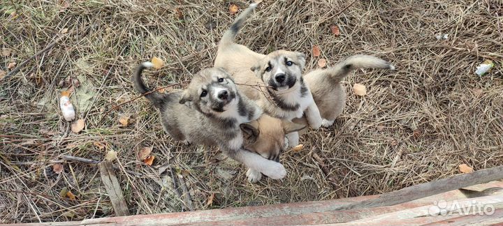 Хаски(помесь)