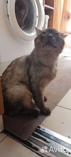 Кот в добрые руки