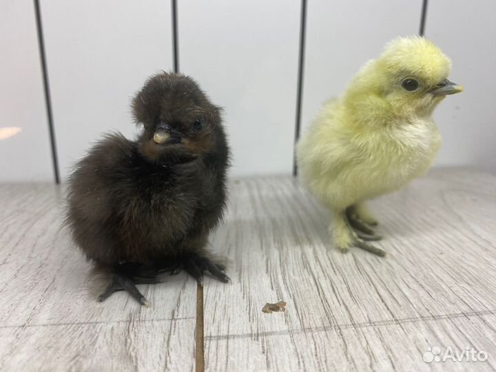 Цыплята Китайской шелковой курицы