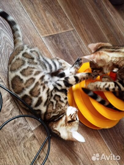 Бенгальская