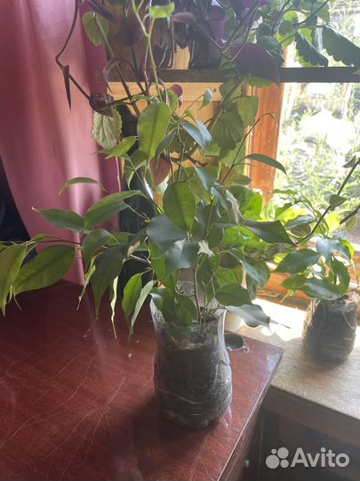 Фикус бенджамина