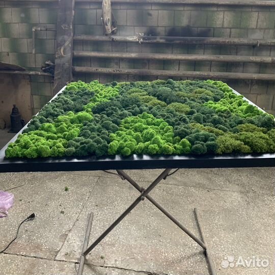 Фитопанно из мха