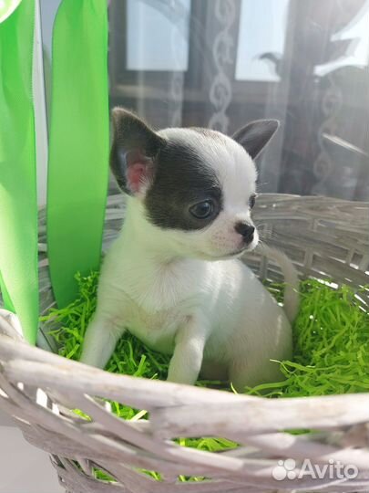Щенки чихуахуа