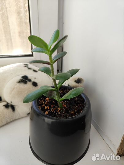 Толстянка (денежное дерево)