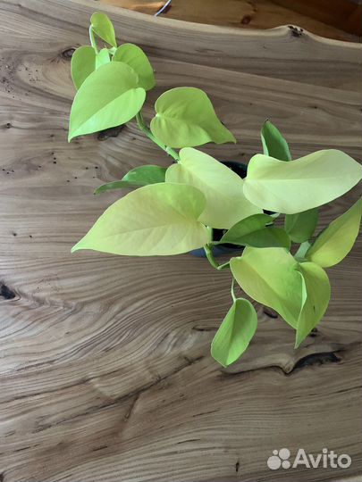 Сциндапсус эпипремнум neon неон лайм голден лотос