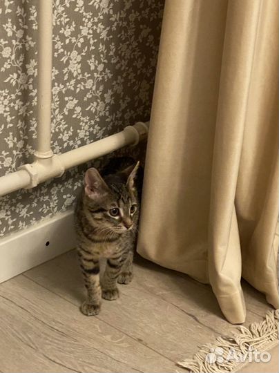 Кошка в дар бесплатно