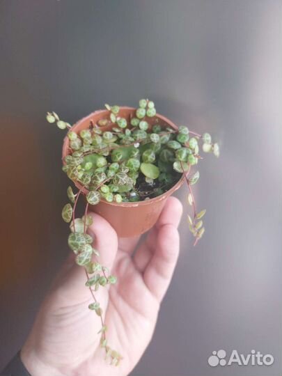 Пеперомия прострата