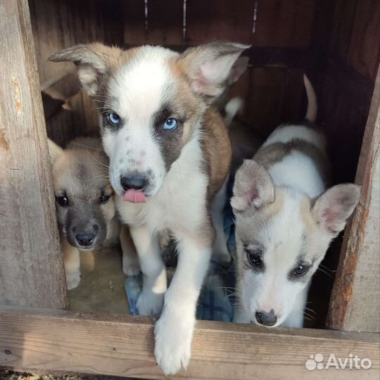 Щенки в добрые руки
